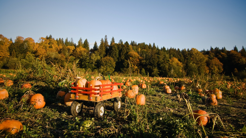Enjoy Family Fun at These Bowling Green Pumpkin Patches | Crye-Leike Executive Realty