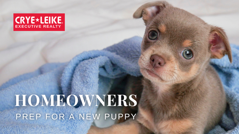 Make Your Home Safe and Welcoming for a Puppy | Crye-Leike Executive Realty