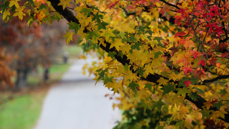 Preparing Your Home for a Fall Listing Without Major Renovation | Crye-Leike Executive Realty